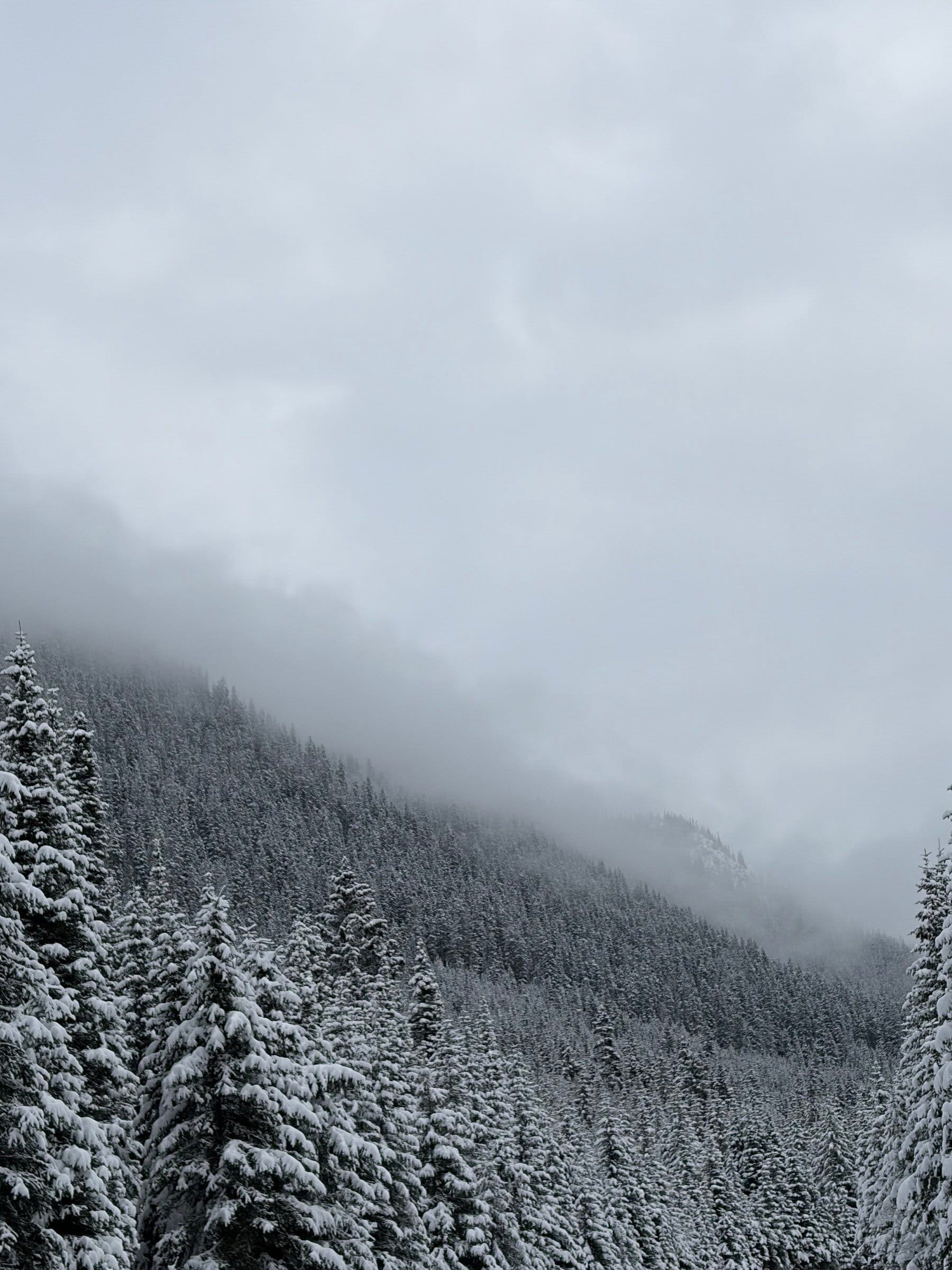 Disig åsside dekket av snøtung skog